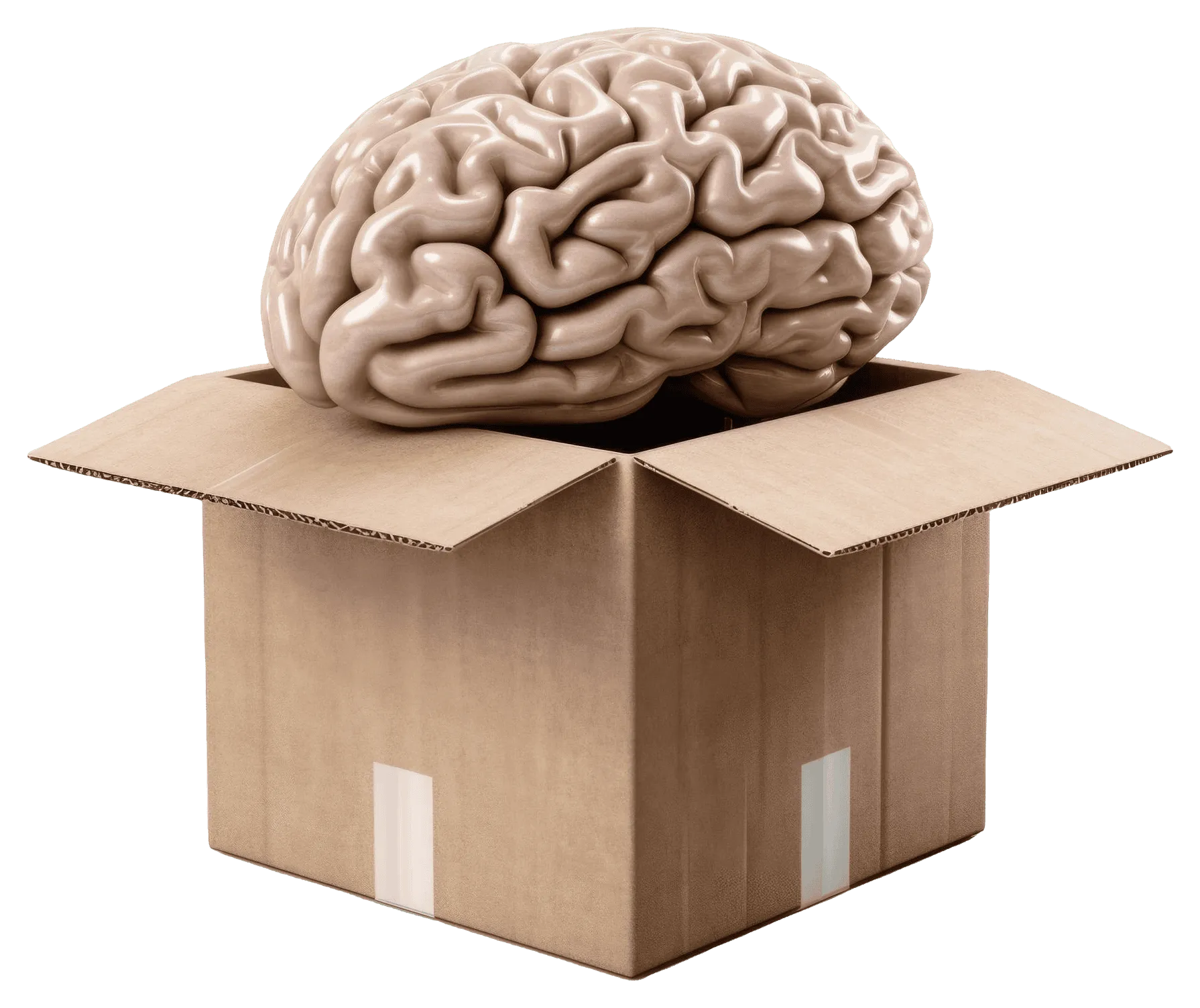 Ein menschliches Gehirn ragt aus einem geöffneten Pappkarton – das Brainbox-Motiv